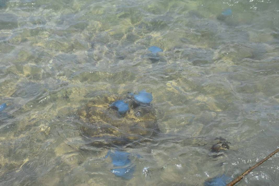 Yüzlercesi sahile vurdu, dokunan anında zehirleniyor! Mavi renklilere sakın yaklaşmayın, ölüm tehlikesi var 24